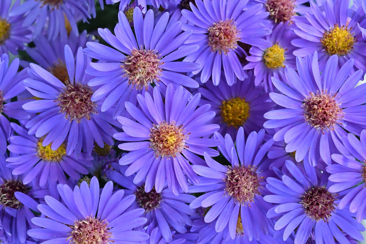 Aster