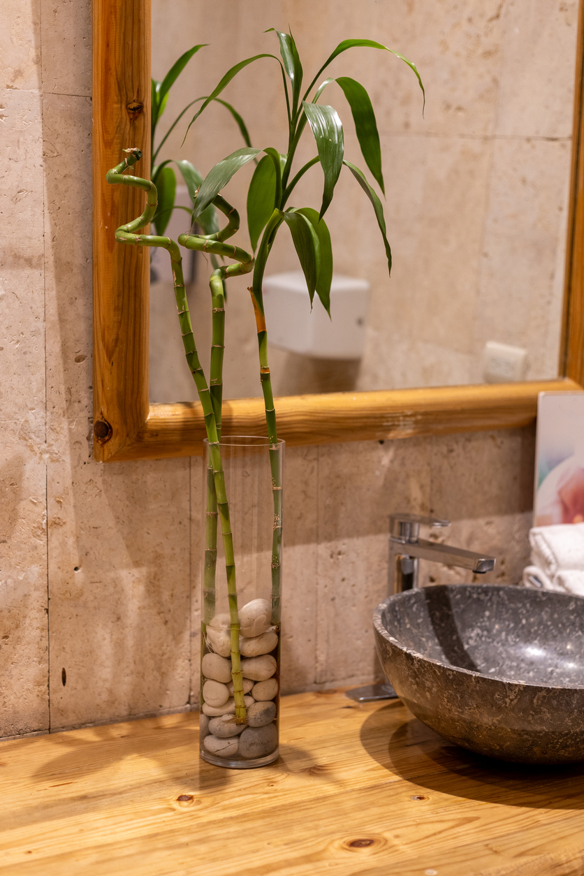 Bambù in bagno