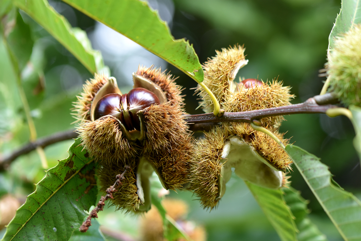 Castagne