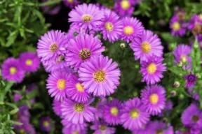 aster viola