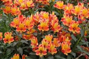 Alstroemeria