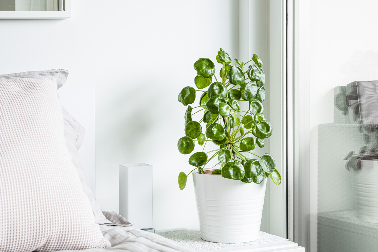 Dove posizionare la Pilea peperomioides