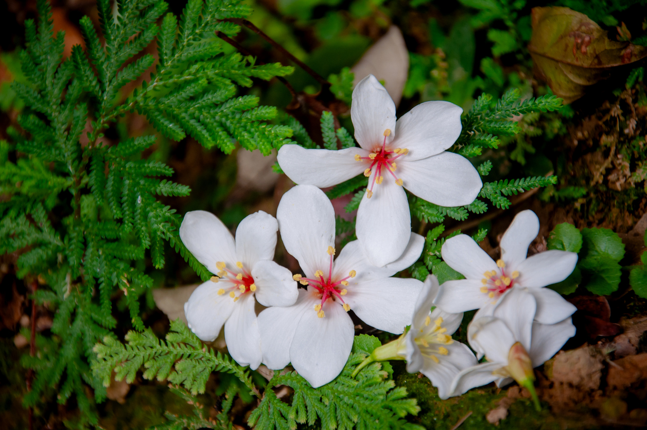 Fiori dell’albero Aleurites fordii