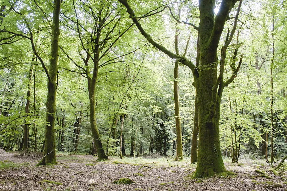Foresta di Paimpont
