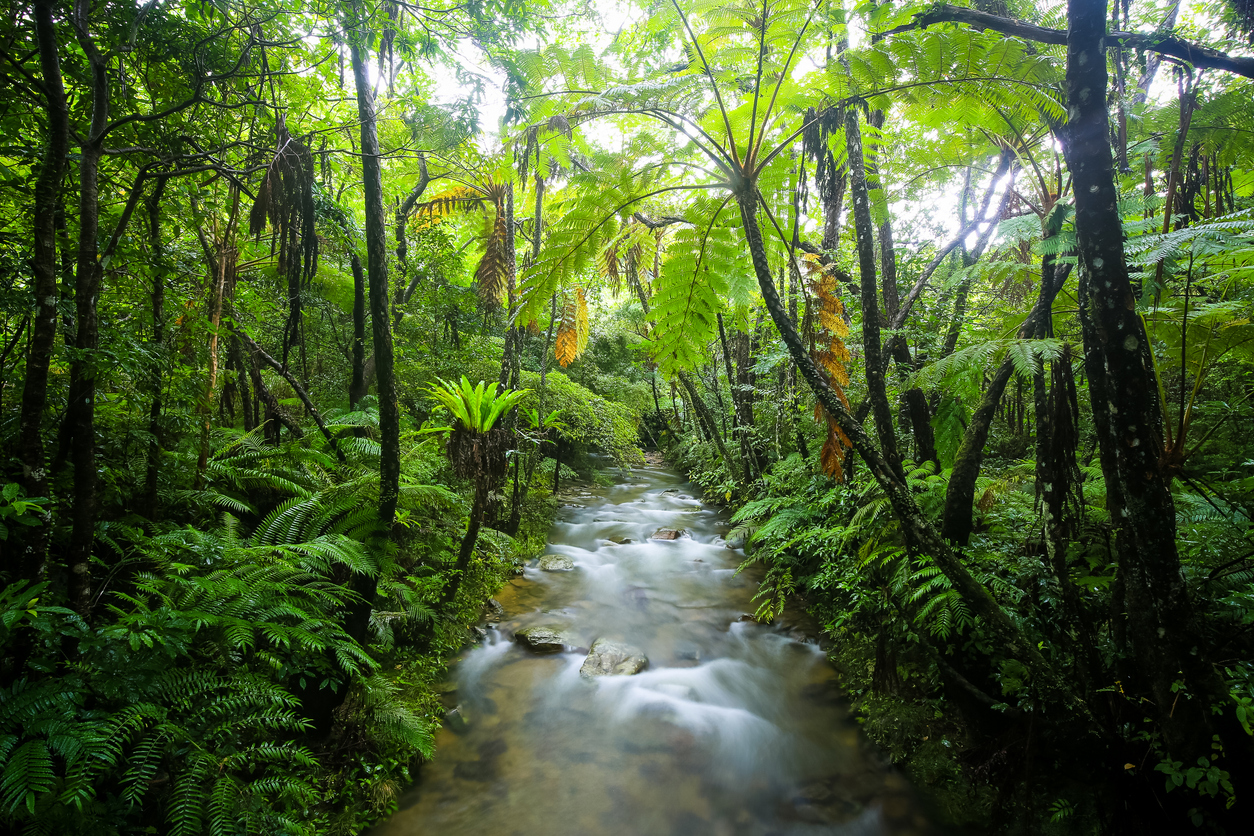 Foresta di Yanbaru
