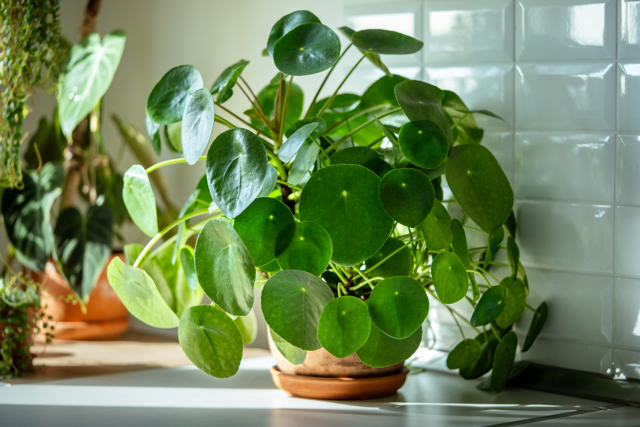 Potatura e cura della Pilea peperomioides