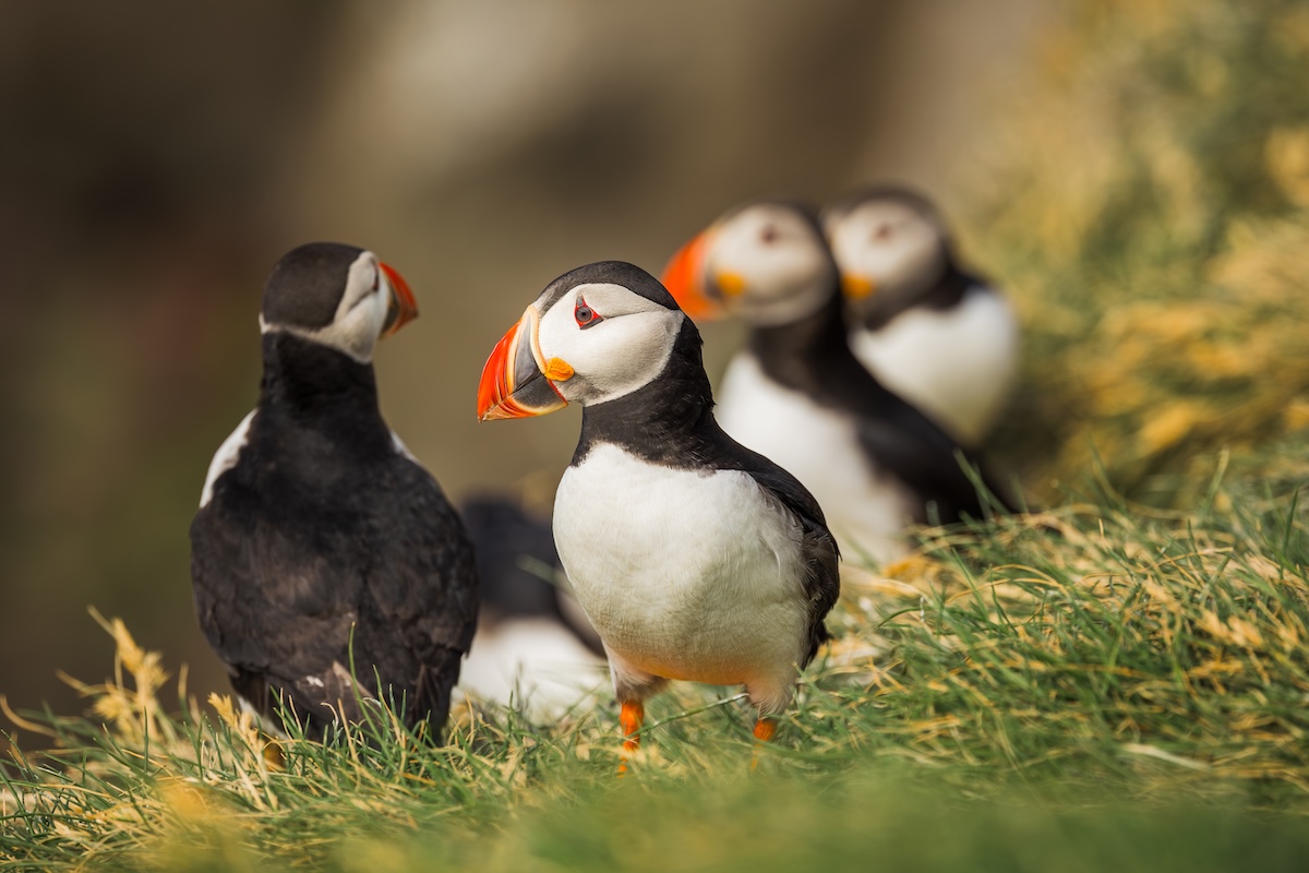 Puffin