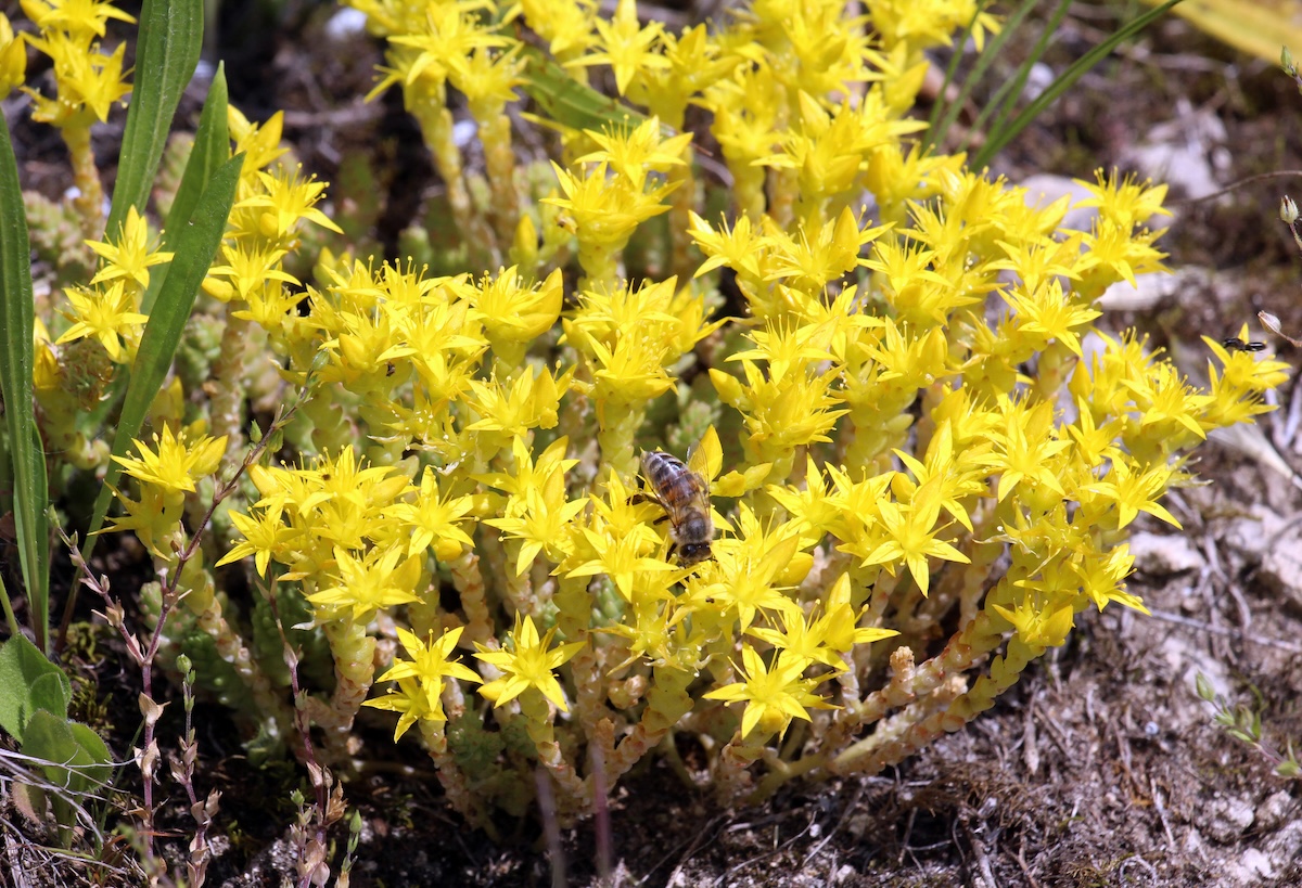 Sedum acre