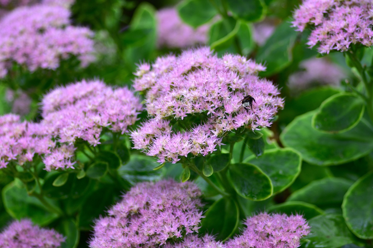 Sedum spectabile