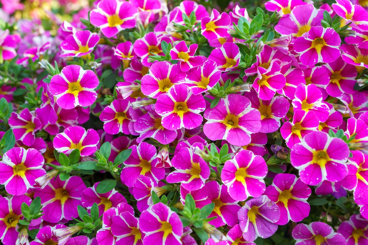 calibrachoa