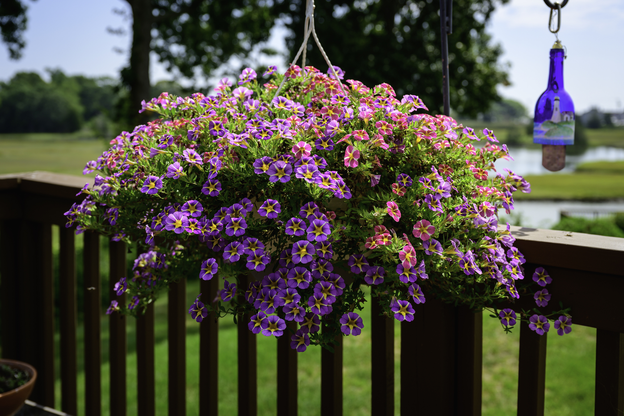 calibrachoa in balcone