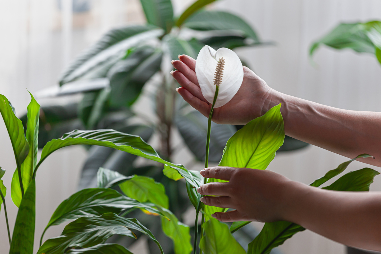 spathiphyllum