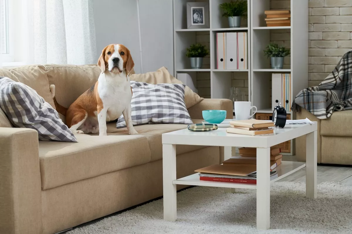 Animali in condominio, cosa dice la legge?