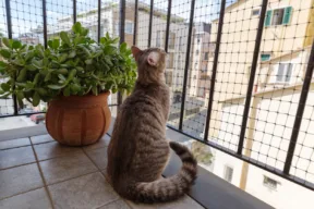 gatto sul balcone con rete di protezione