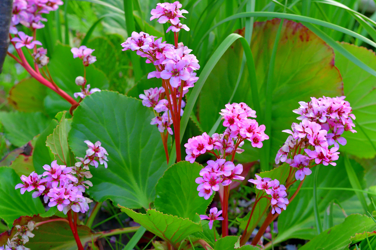 Bergenia