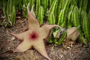 stapelia