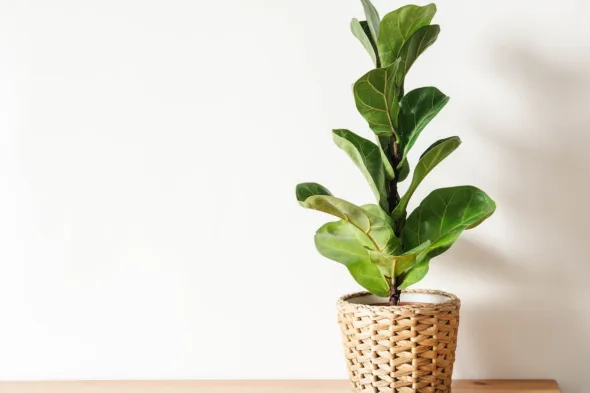 ficus lyrata