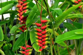 Helicona rostrata