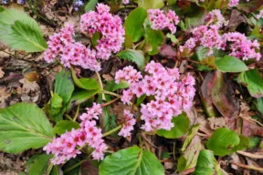 Bergenia