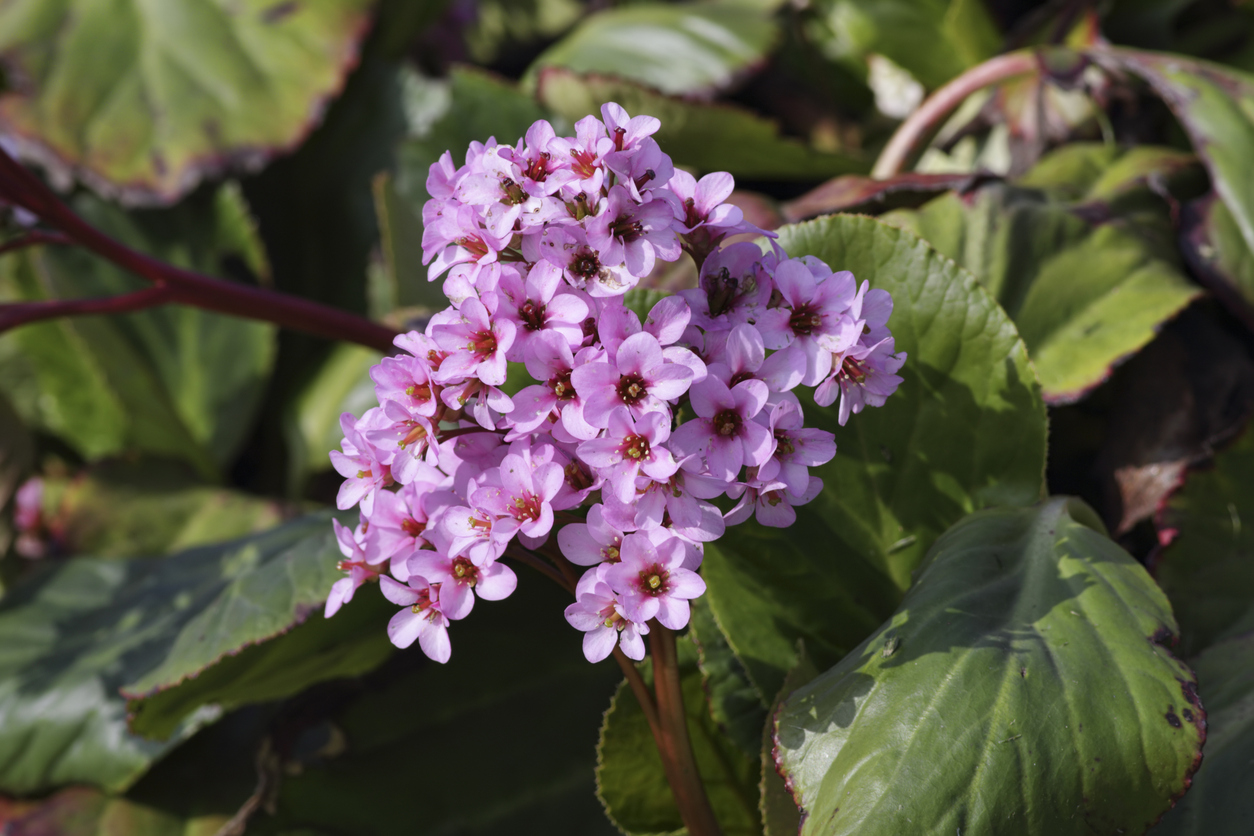 Bergenia