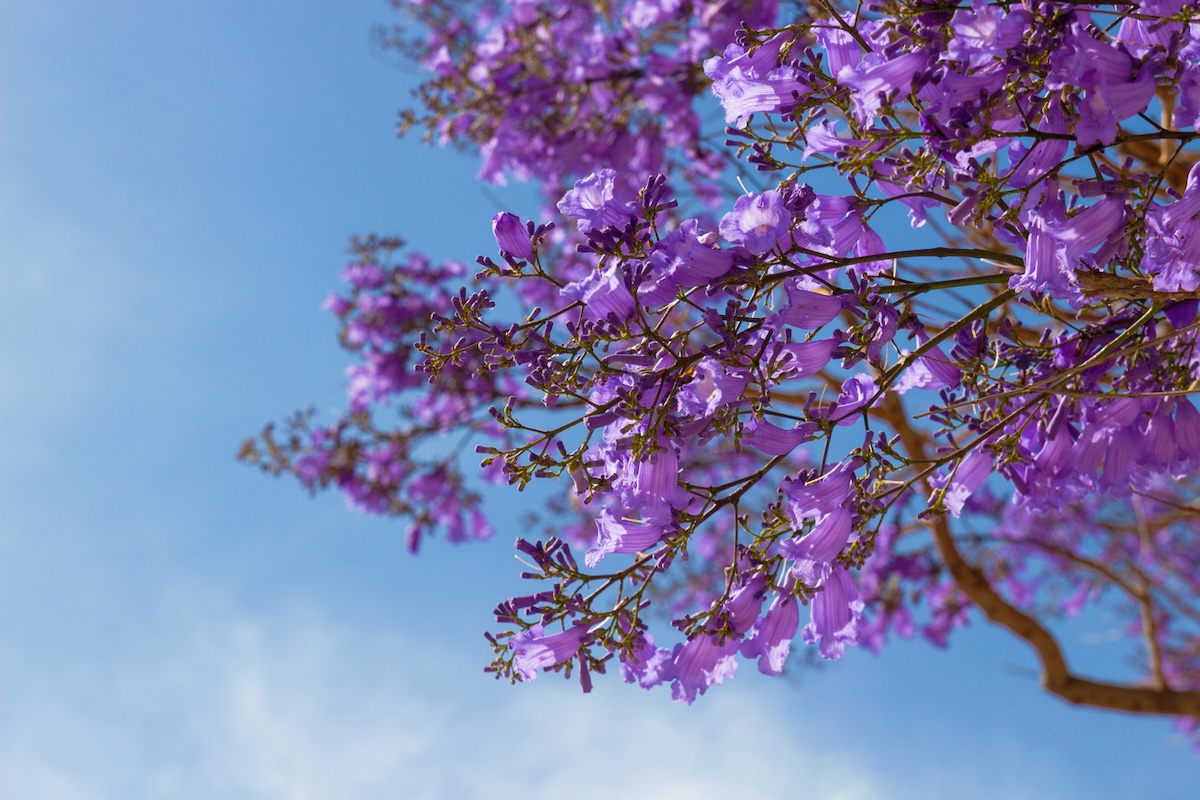 Jacaranda Mimosifolia