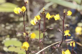 Utricularia vulgaris