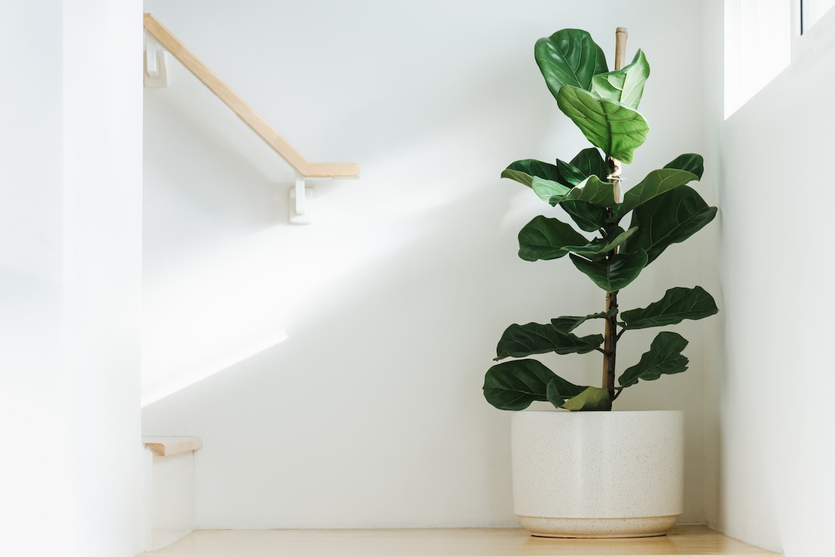 ficus lyrata