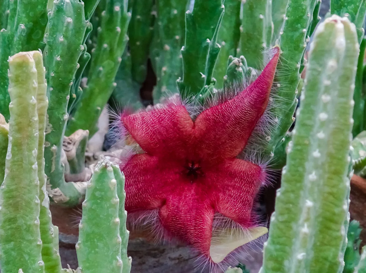 la stapelia