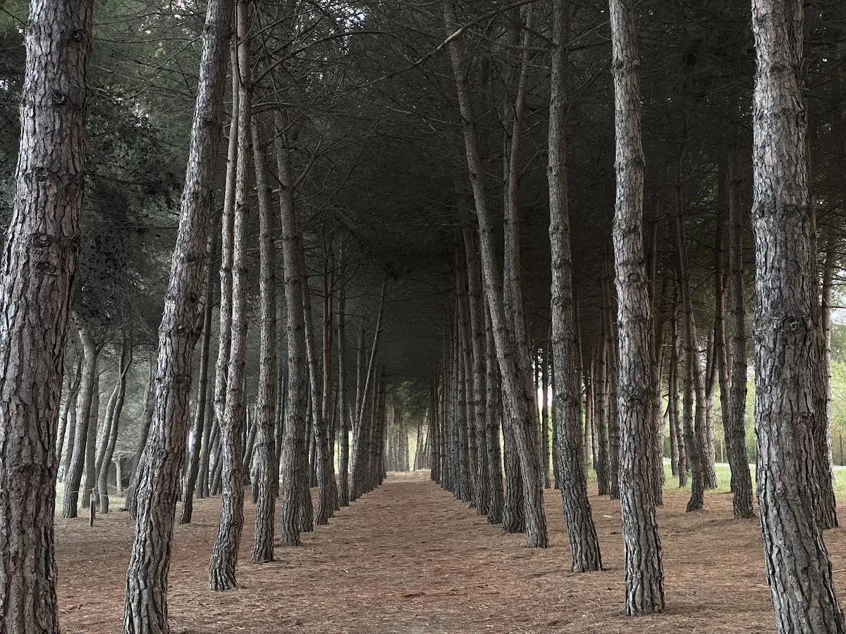 pineta