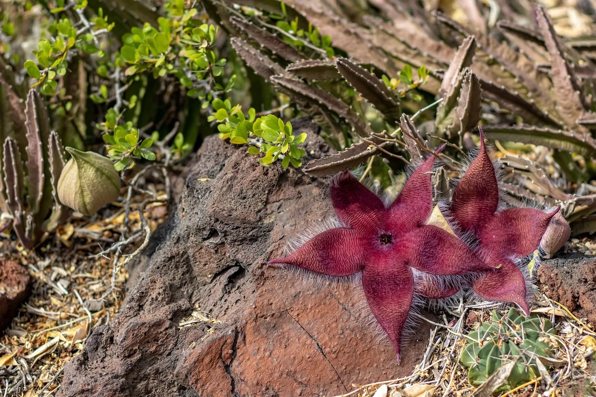 stapelia