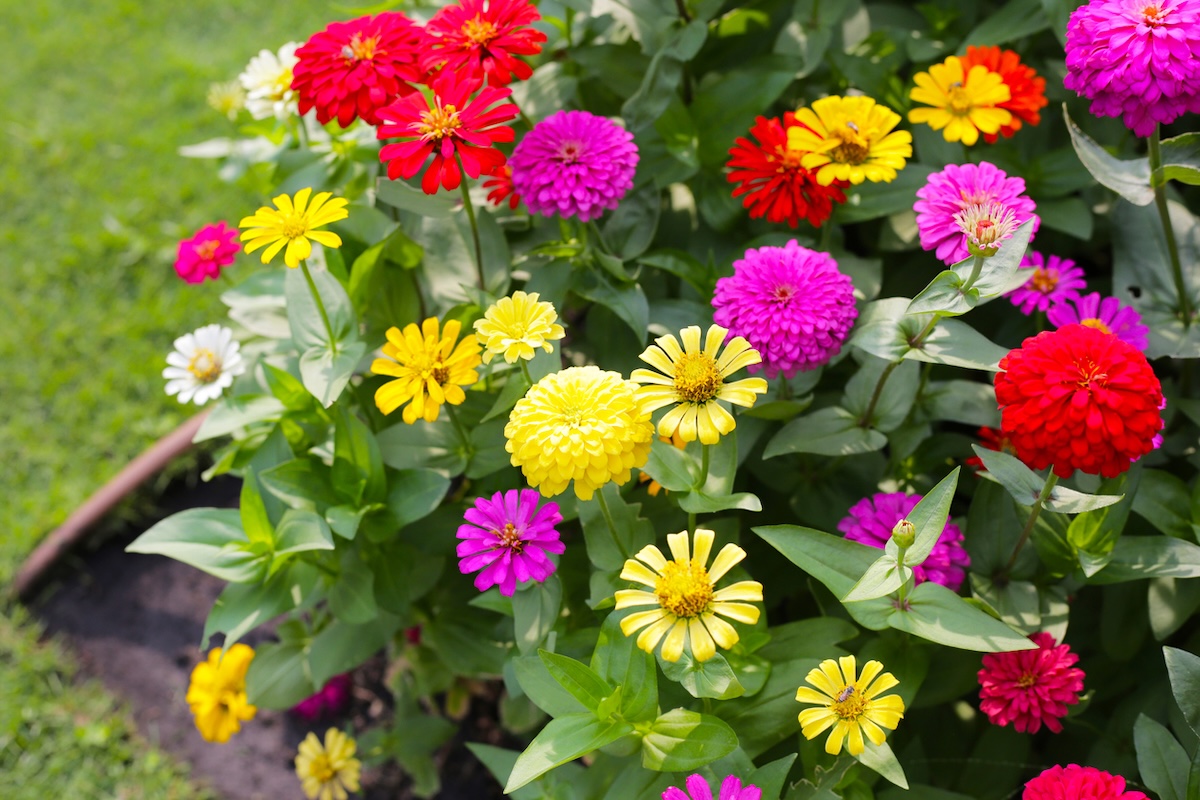 Come coltivare la Zinnia in casa e in giardino zinnia in giardino