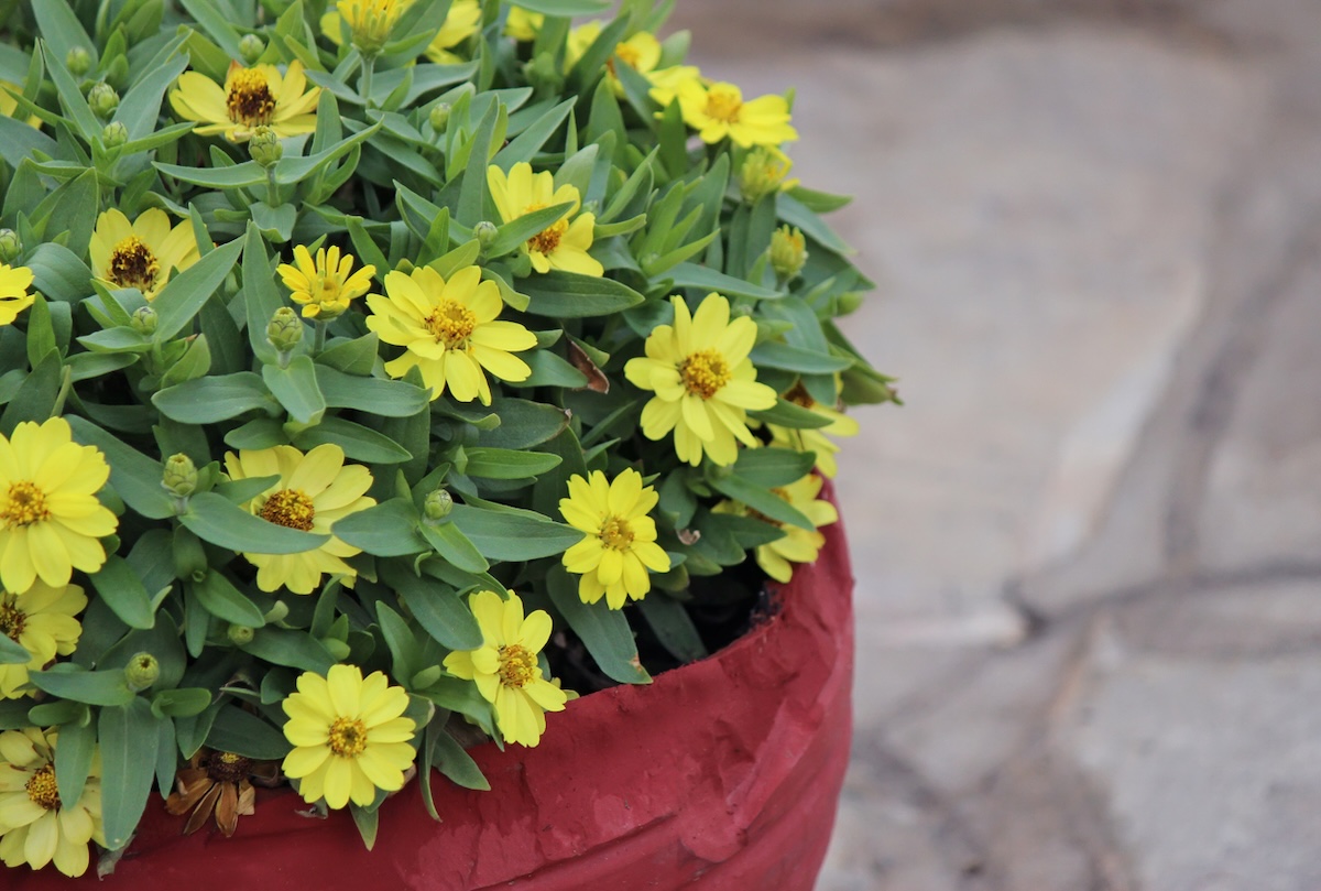 Come coltivare la Zinnia in casa e in giardino zinnia in vaso