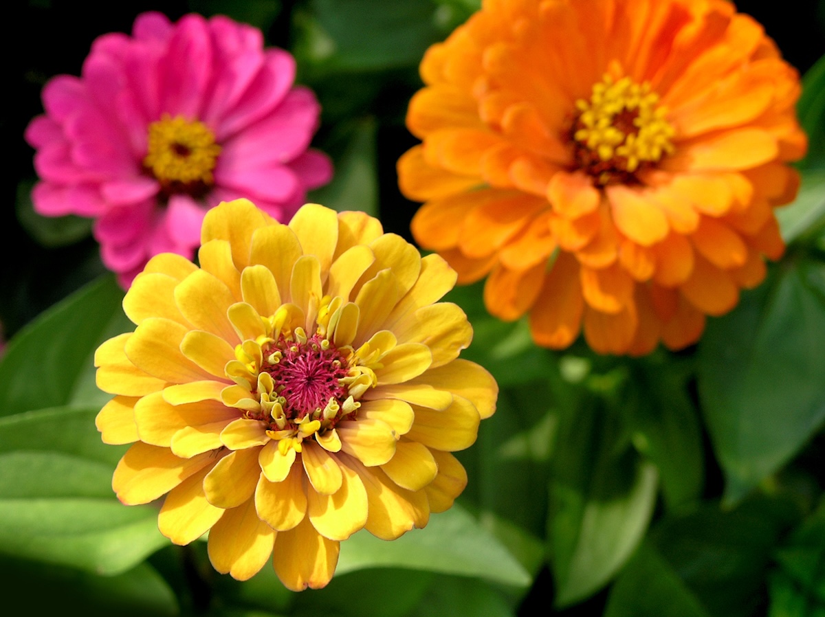 Come coltivare la Zinnia in casa e in giardino zinnia