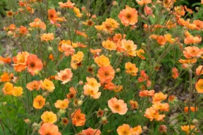 Fiori con sfumature arancioni