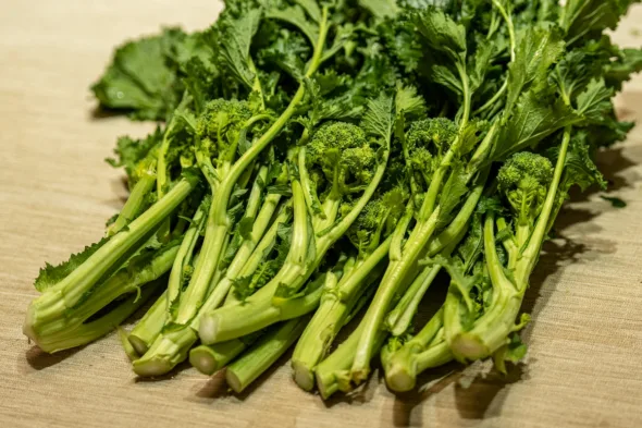 Come coltivare le cime di rapa?