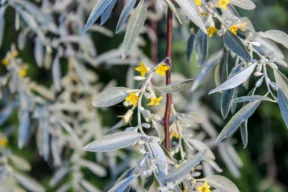 Come coltivare l'eleagno?