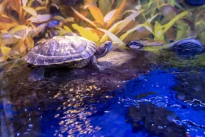 tartaruga d'acqua in acquario