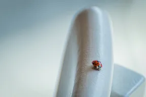 coccinella