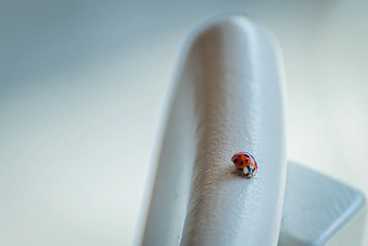 Coccinelle in casa: cosa le attira, quando bisogna intervenire e come allontanarle