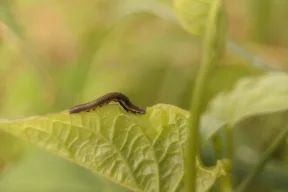 Quali sono i vermi che danneggiano le piante e come eliminarli