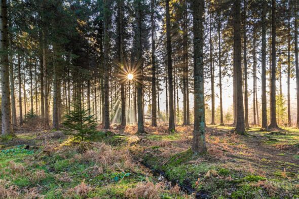 “Hamnet”, la natura come nucleo centrale: dov’è stato girato il nuovo film di Chloé Zhao
