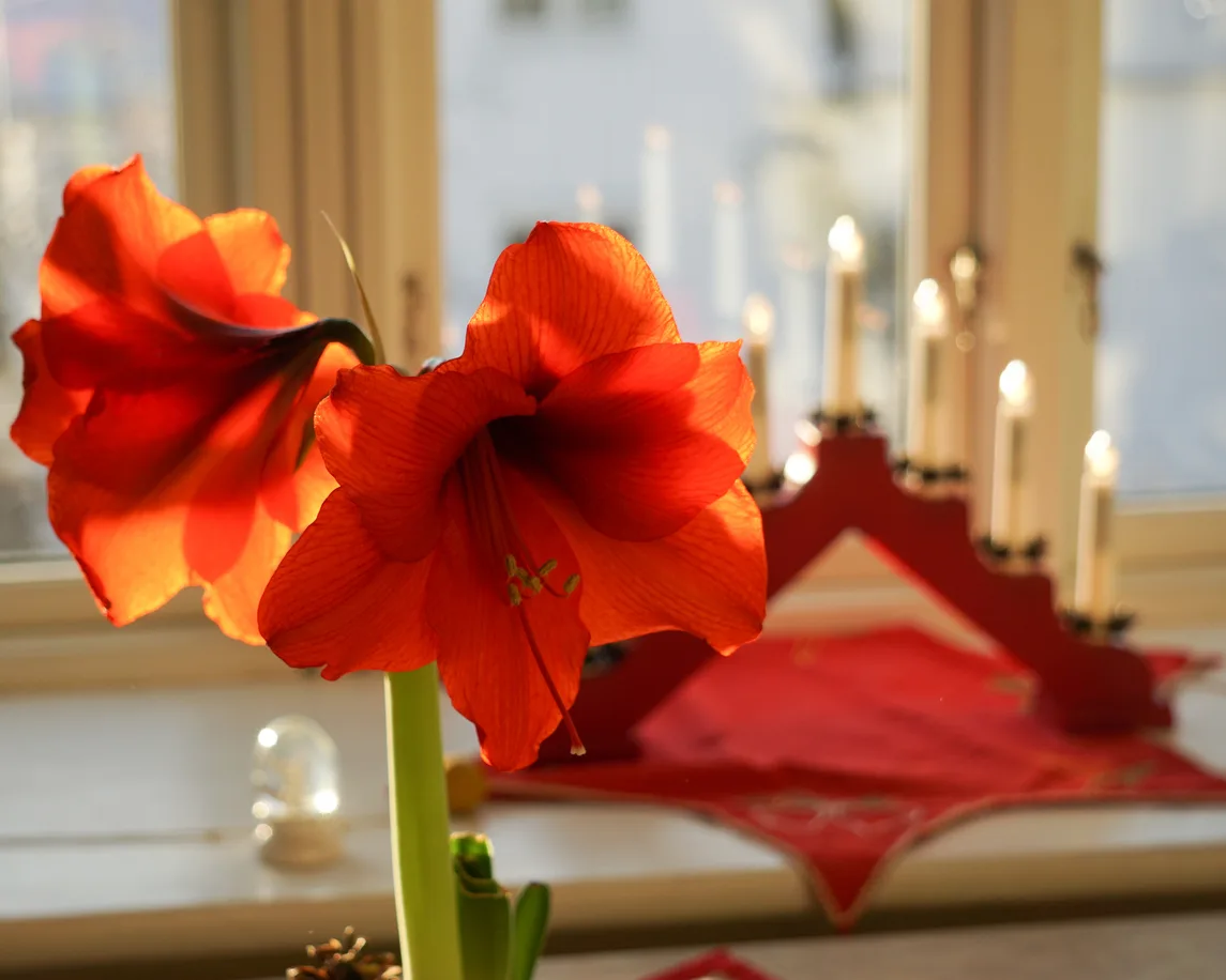 Cos’è e come coltivare l’Hippeastrum Hippeastrum jpg