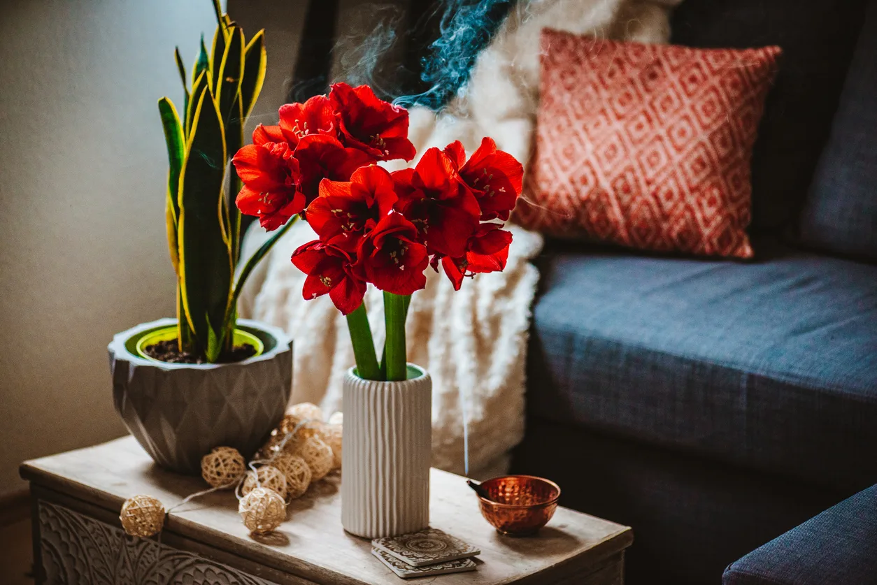 Cos’è e come coltivare l’Hippeastrum lHippeastrum jpg