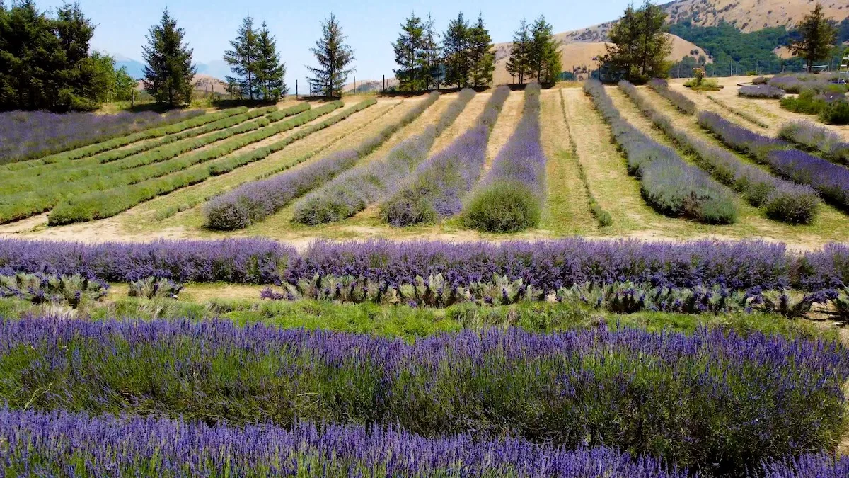 lavanda jpeg