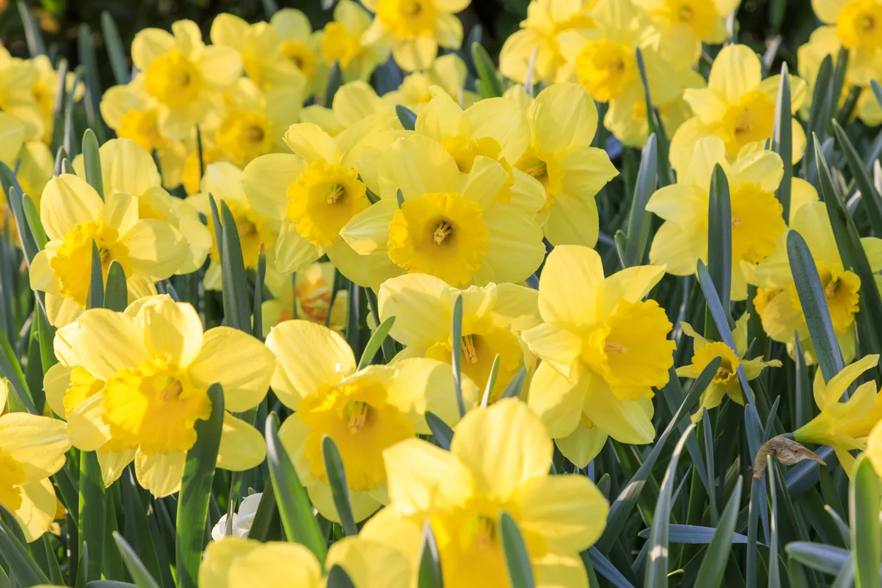 narciso