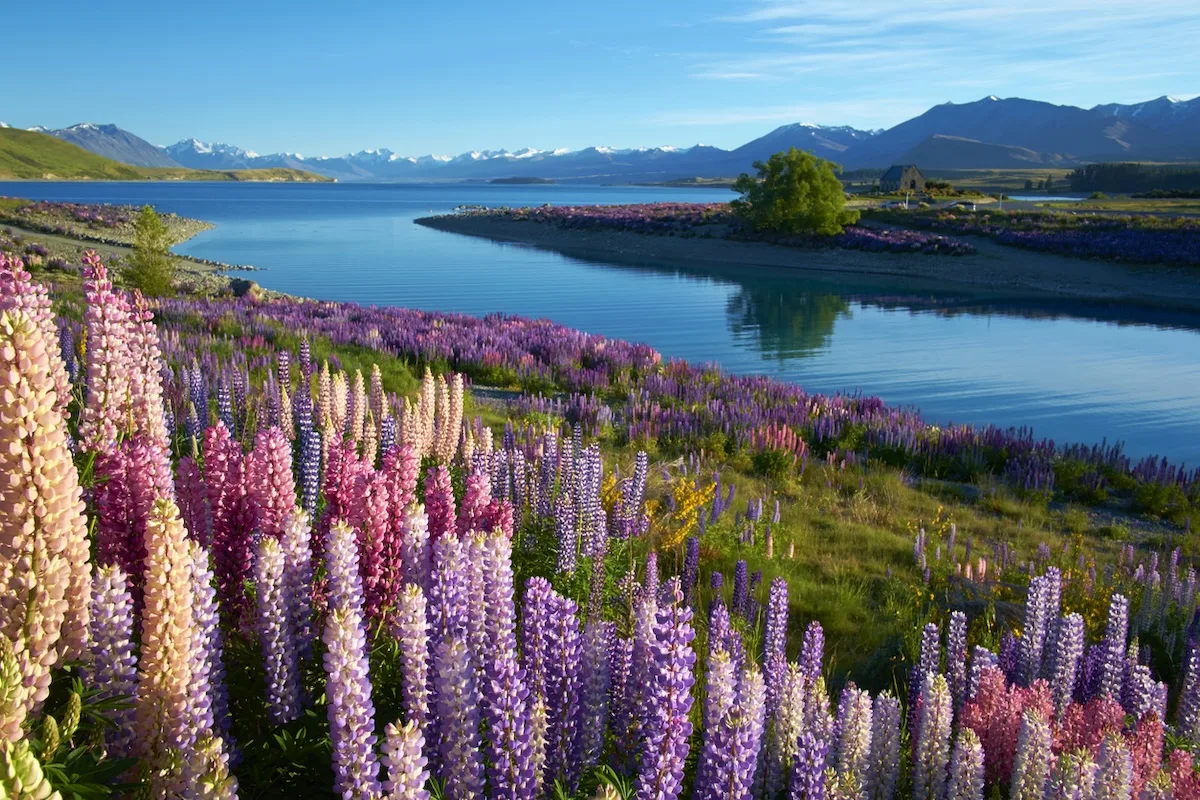 Alla scoperta delle fioriture primaverili più suggestive del mondo