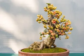 bonsai da frutto