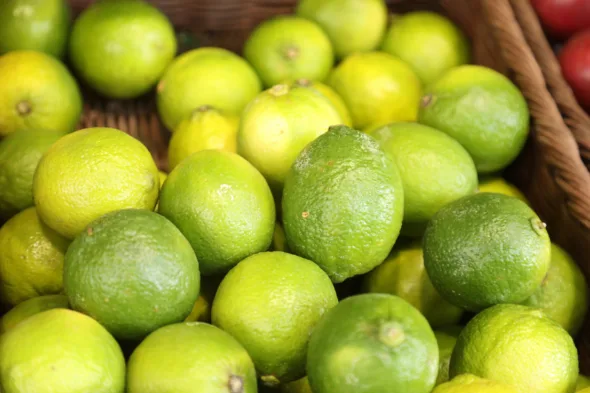 Come coltivare il Lime in casa: guida facile per piante rigogliose e frutti profumati