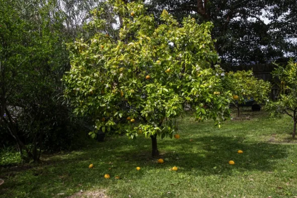 pompelmo