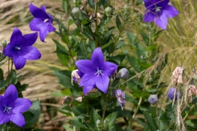 campanula cinese